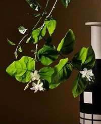 Acqua Di Parma Gelsomino A Freddo Ambrosia Extrait De Parfum, 1.7 oz.