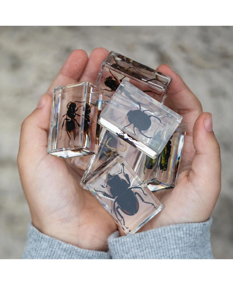 Geoworld Bug's World - Collection of 10 Real Insects