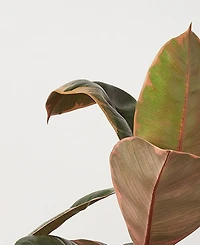 Ficus Ruby Pink 'Elastica' Live Plant, 6" Pot