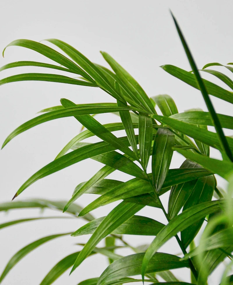 Parlor Palm Live Plant, 6" Pot