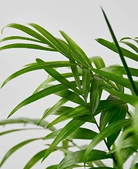 Parlor Palm Live Plant, 6" Pot
