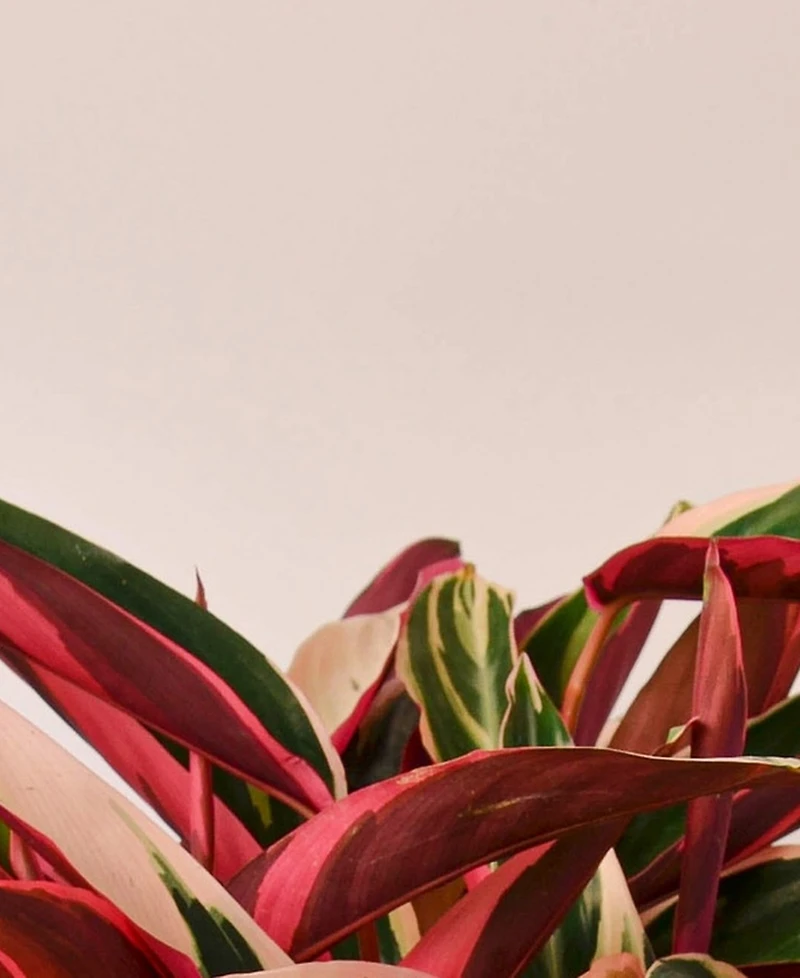 Stromanthe Triostar Live Plant, 6" Pot