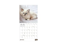 Tf Publishing Paper Goods 2027 Kittens Mini Calendar