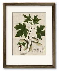 Courtside Market Botanical Flame 16" x 20" Framed and Matted Art