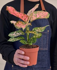 Chinese Evergreen Lady Valentine Live Plant, 4" Pot