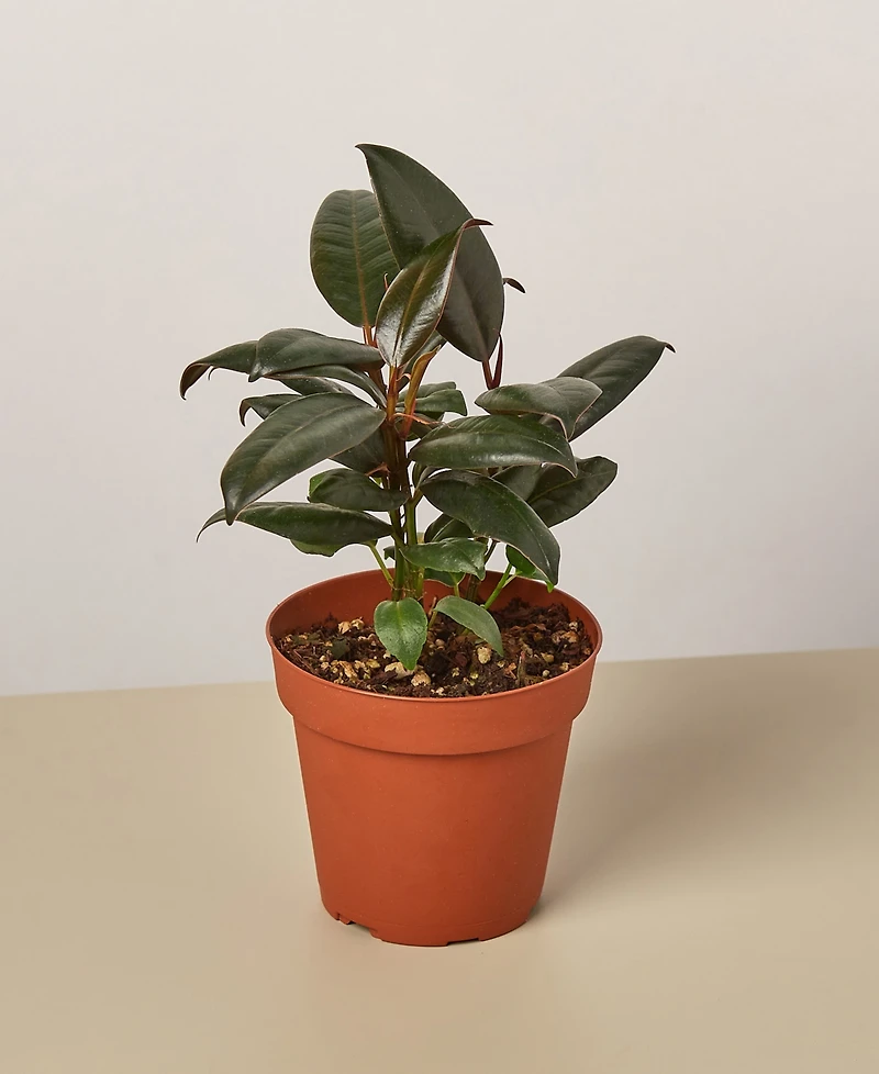 Ficus Elastica 'Burgundy' Live Plant, 4" Pot