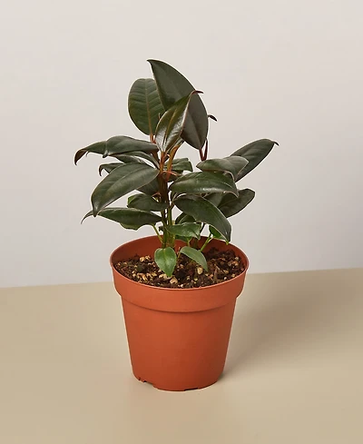 Ficus Elastica 'Burgundy' Live Plant, 4" Pot