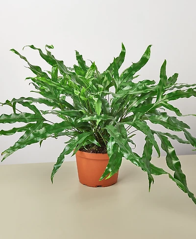 Fern 'Kangaroo Paw' Live Plant, 6" Pot