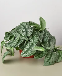 Pothos 'Silver Splash' Live Plant, 6" Pot