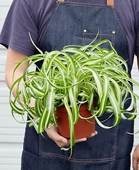 Spider Plant 'Bonnie' Live Plant, 6" Pot