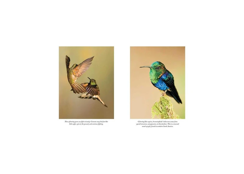 The Hummingbirds' Gift