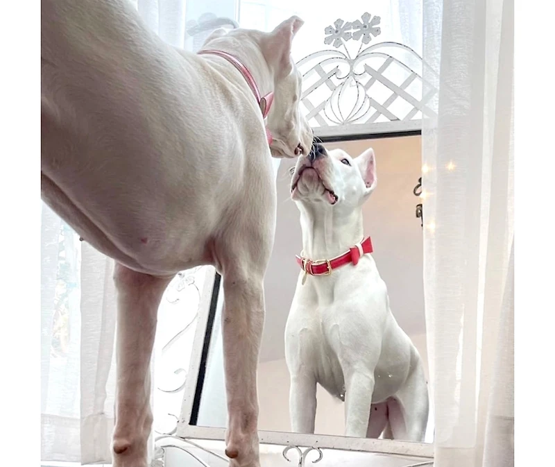 PoisePup Pet Dog Bow Tie - Melting Hearts