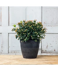 Novelty Manufacturing 03128 Round Dolce Flower Pot/Planter, Black, 12"