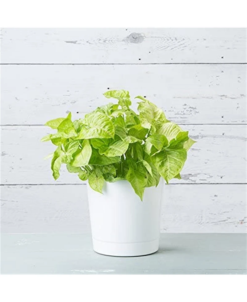 Novelty Full Depth Cylinder Pot, White, 10 Inch