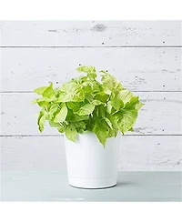 Novelty Full Depth Cylinder Pot, White, 10 Inch