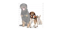 Tuffy Ocean Creature Jr Fish Orange, Dog Toy