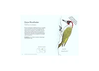 The Field Guide to Dumb Birds of the Whole Stupid World by Matt Kracht