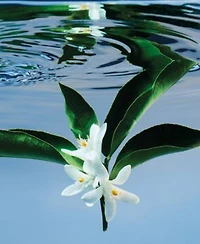 Gucci Bloom Eau De Toilette Fragrance Collection