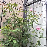 Streamdale Furniture Rustproof Metal Garden Trellis for Climbing Plants