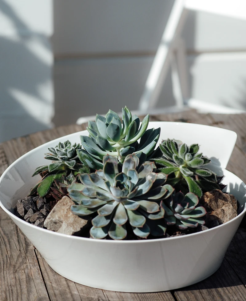 Villeroy & Boch New Wave Large Round Salad Bowl