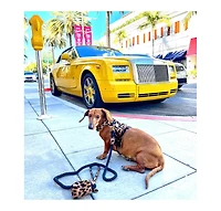 PoisePup Pet Dog Harness - Wildest One