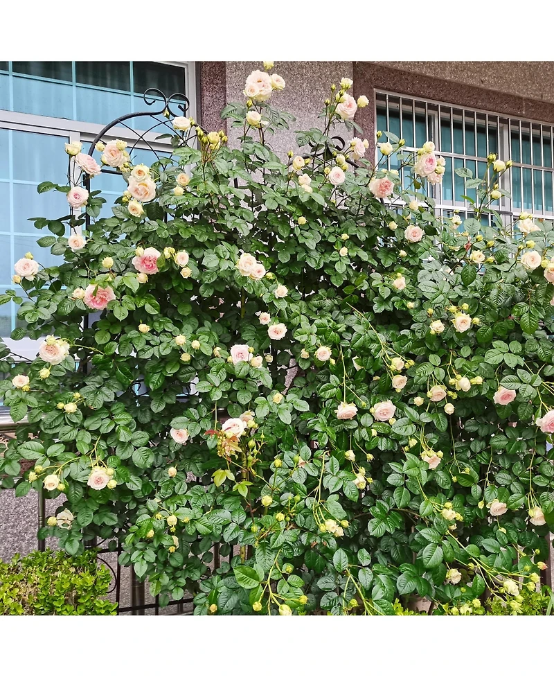 Slickblue 4-Pack Metal Garden Trellis – 86.7'' x 19.7'', Rustproof Black Trellis for Climbing Plants and Outdoor Flower Support