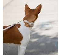 Dog Collar Cupertino Air Tag Enabled