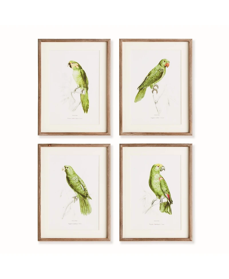 17.75"W x 1"D x 23.5"H Parrot Illustrations In Green Framed Wall Art Set of 4