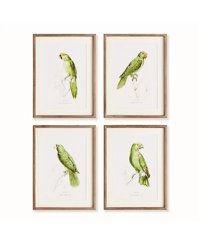 17.75"W x 1"D x 23.5"H Parrot Illustrations In Green Framed Wall Art Set of 4