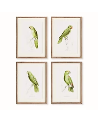 17.75"W x 1"D x 23.5"H Parrot Illustrations In Green Framed Wall Art Set of 4