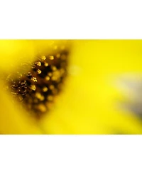 Sony Fe 50mm f/2.8 Macro Lens