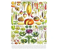 New York Puzzle Company Vegetables Legumes 1000 Piece Puzzle