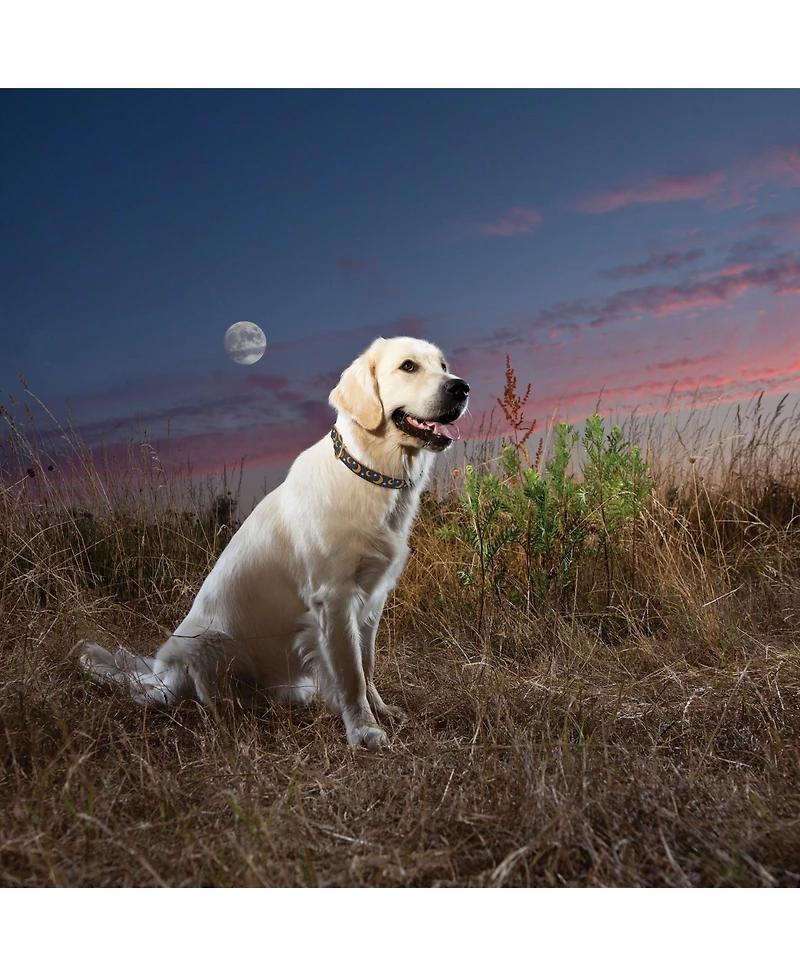 Up Country Stella Luna Dog Collar