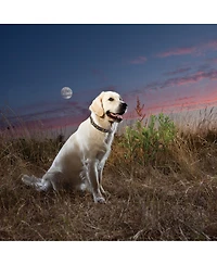 Up Country Stella Luna Dog Collar