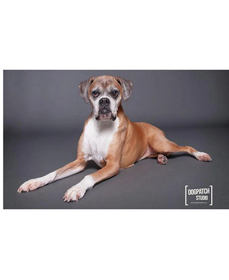 Savage Widetone Seamless Background Paper, 53" wide x 36', Thunder Gray, #27