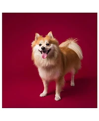 Savage Widetone Seamless Background Paper, 86" wide x 36' Crimson, #6