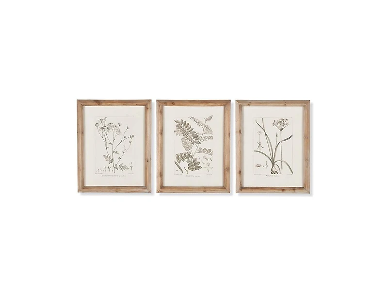 Botanical Illustrations Set of 9