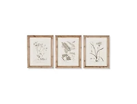 Botanical Illustrations Set of 9