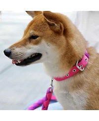 Blueberry Pet Color-Block with Metal Buckle Dog Collar