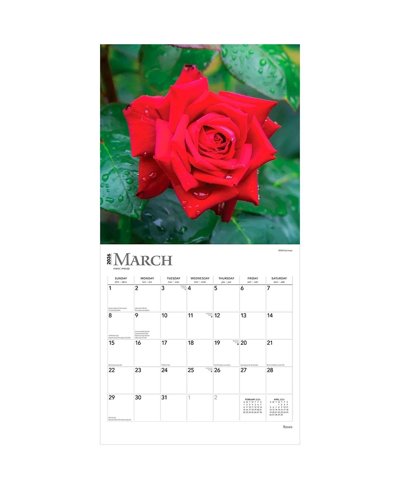 Roses | 2026 12 x 24 Inch (Hanging) Monthly Square Wall Calendar | Plastic-Free