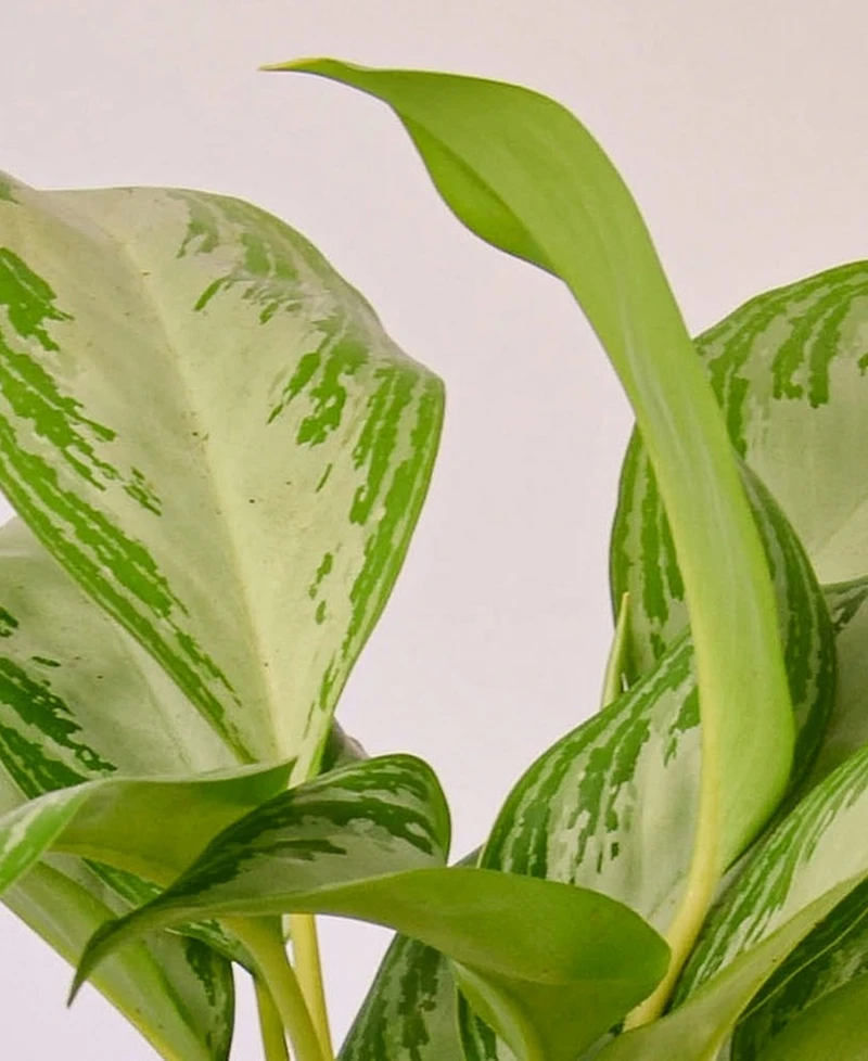 Chinese Evergreen Silver Bay Live Plant, 4" Pot