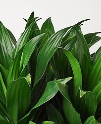 Dracaena 'Janet Craig' Live Plant, 6" Pot