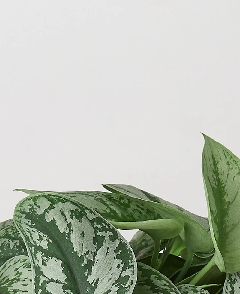 Pothos 'Silver Splash' Live Plant, 6" Pot