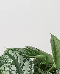 Pothos 'Silver Splash' Live Plant, 6" Pot