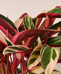 Stromanthe Triostar Live Plant, 6" Pot