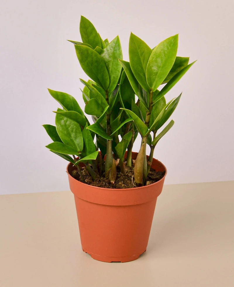 Easy Care Live Plants, Pack of 4
