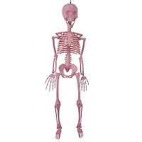 Pink Skeleton - 36 Inches