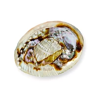 Abalone Shell Smudge Bowl