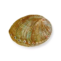 Abalone Shell Smudge Bowl
