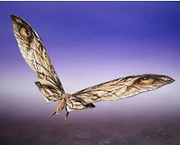 Godzilla x Kong: The New Empire - Suko & Mothra - TAMASHII NATIONS S.H.MonsterArts 